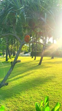 Pandanus tree in park. Pandanus fruit on tropical tree. Tropical fruit of pandanus tree. Pandan tropical fruit in green and orange color on palm tree. Onamental plant in tropical garden near hotel par