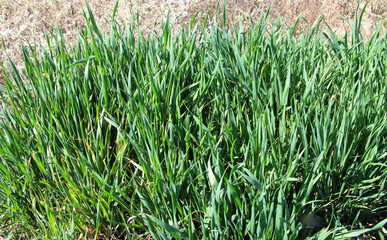 Obraz premium Couch grass creeping (Elymus repens) wheat grows in the field