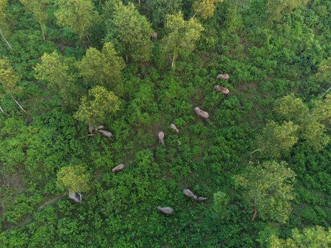 Aerial view of elephants scattered amidst the lush greenery and dense trees creating a tapestry of life in the wild, Sherpur, Bangladesh.