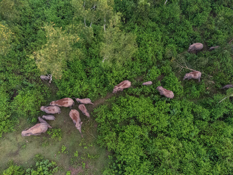 Aerial view of elephants wandering through the dense green forest, their forms a stark contrast to the lush foliage, Sherpur, Bangladesh.