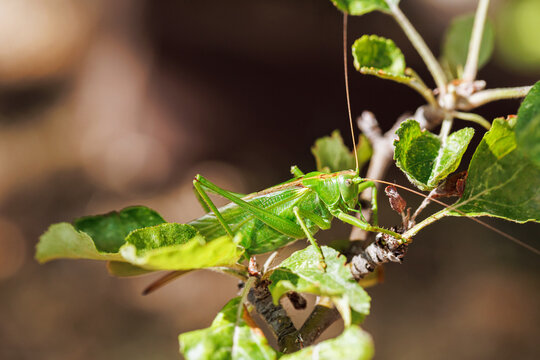 Green katydid grasshopper sitting on leafy branch macro nature