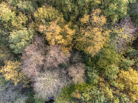 Aerial view of a dense forest canopy where golden leaves meet evergreen foliage in a tapestry of autumn colors, Diever, Drenthe, Netherlands.