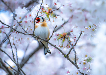 Fototapeta premium Close up of Red Robin (Erithacus rubecula) birds sitting on a branch of a blossom cherry tree. Spring time .blurred background
