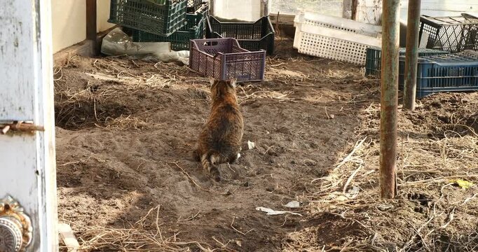 Brown tabby cat carefully covering its excrement in the soft dirt inside a rustic greenhouse, meticulously burying its waste and cleaning the area before walking away from the scene.