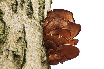 Mushroom growing on tree trunk isolated on transparent background © Paul V.