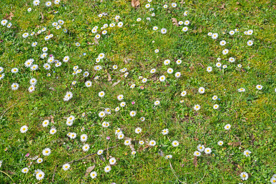 green lawn overstrewn with blooming daisy flowers