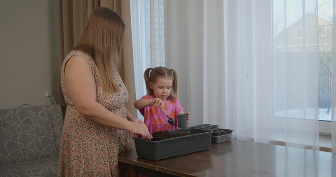 Cute little girl with pigtails carefully helping her mother fill small pots with potting soil, preparing to sow seeds together for spring planting in their cozy home by the window.