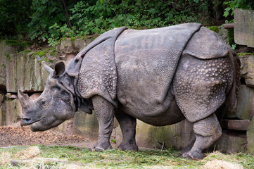 Obraz premium Large rhinoceros standing in a zoo enclosure, side view, textured skin and natural environment background