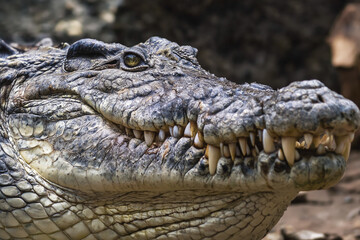 Obraz premium Close-up of a majestic Nile crocodile jaw showcasing impressive teeth