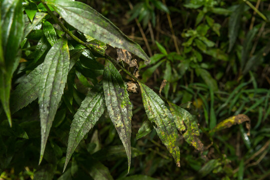 Foliage covered with Black Sooty Mold and Honeydew from the Spotted Lanternfly.