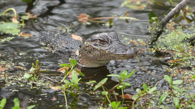 Cute juvenile American Alligator in Florida marsh