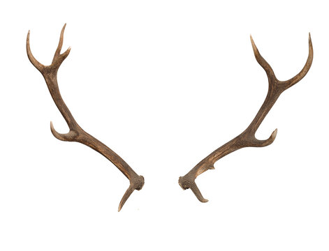 Deer antlers isolated PNG, natural animal horns for hunting and wildlife concepts on transparent background