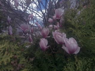 Pięknie rozkwitające różowe magnolie (rodzina Magnoliaceae) wśród żywopłotu na tle nieba. Efektowne drzewa i krzewy ozdobne © Grzegorz
