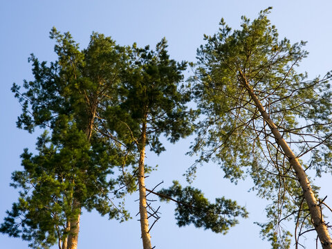 Tall Scots pine trees (Pinus sylvestris) reaching upward toward a clear blue sky viewed from a low angle.