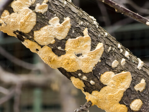 Crust fungus fruitbodies (Irpex lacteus) growing resupinate with toothed, irpicoid pore surface on tree bark in macro focus.