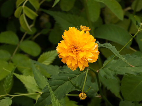 Double Japanese marigold bush flower (Kerria japonica 'Pleniflora') blooming with vibrant golden yellow pom-pom petals surrounded by green foliage in macro focus.