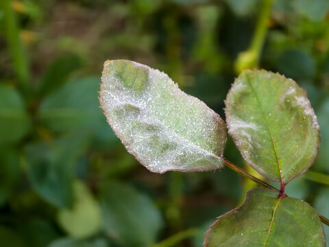Powdery mildew symptoms (Podosphaera pannosa) showing as a white powdery fungal coating and mycelium layer on rose leaves (Rosa) in macro focus.
