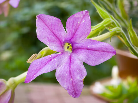 Jasmine tobacco flower (Nicotiana alata) blooming with star-shaped purple petals in macro focus.