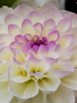 White dahlia flower head (Dahlia pinnata) with delicate purple-tipped petals blooming in extreme macro focus.