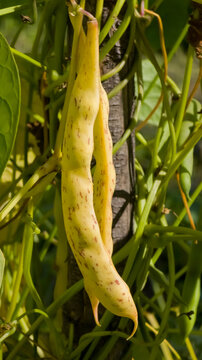 Yellow wax pole bean pods (Phaseolus vulgaris) with red speckled markings growing on climbing vines in bright sunlight.