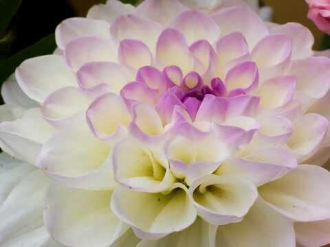 White dahlia flower head (Dahlia pinnata) with delicate purple-tipped petals blooming in macro focus.