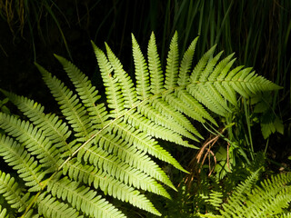 Vivid green fern frond (Athyrium filix-femina) spreading open in bright sunlight against a dark shadowed forest floor background. © Dan