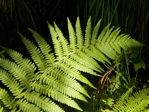 Vivid green fern frond (Athyrium filix-femina) spreading open in bright sunlight against a dark shadowed forest floor background.
