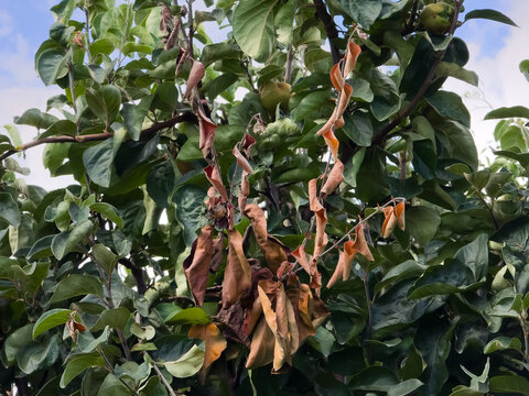 Fire blight infection (Erwinia amylovora) causing shoot dieback and withered brown leaves on a quince tree (Cydonia oblonga).