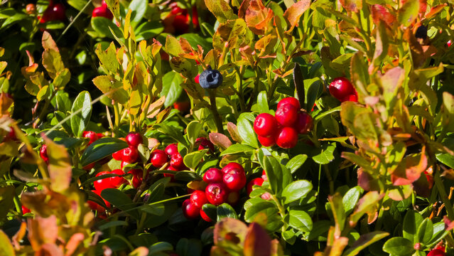 Ripe red lingonberries (Vaccinium vitis-idaea) growing on low shrubs alongside bilberry foliage in the wild in Romania.