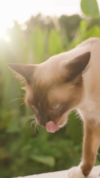 Vertical video. Siamese Cat Standing and Licking Mouth While Facing Sunlight in Slow Motion with Lush Green Background