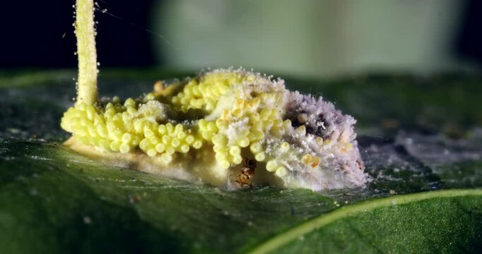 A cordyceps fungus growing on a dead moth, there are many ascocarps ready to release their spores to infect other insects, Napo province, Ecuador