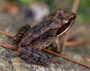 Obraz premium frog on the ground