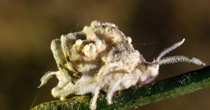 A very convoluted cordyceps fungus growing on what appears to be a spider. In the rainforest understory, Napo province, Ecuador