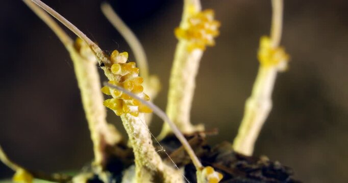 Turntable shot of Cordyceps fungus growing on a dead moth. filament like strings of ascospores are being released from the ascocarps, ready to infect the next victim. Napo province, Ecuador 