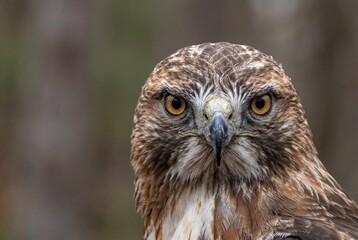 Obraz premium Red-tailed hawk intense frontal headshot portrait with sharp eyes and hooked beak showing majestic raptor wildlife bird of prey feathers and predator gaze for nature conservation background