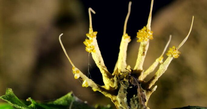 Turntable shot of Cordyceps fungus growing on a dead moth. filament like strings of ascospores are being released from the ascocarps, ready to infect the next victim. Napo province, Ecuador 