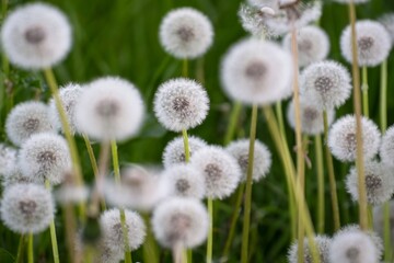 Obraz premium Close-up of fluffy white dandelion seed heads in a field on a sunny day