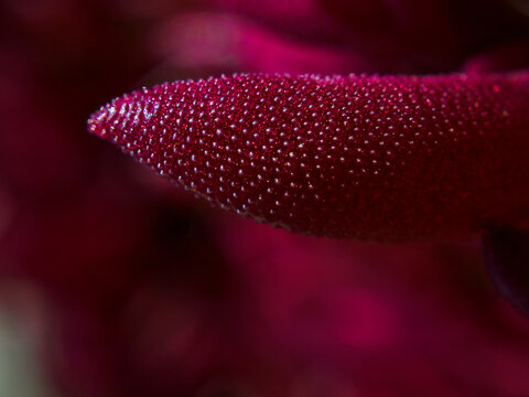 Macrotextura de las hojas de planta de suculentas con c&eacute;lulas vesiculares