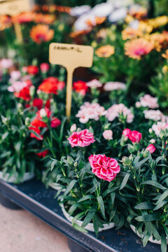 Beautiful colorful flowers in a Flower shop. Selective focus. Close up.