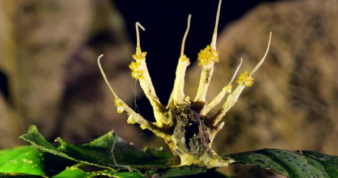 Turntable shot of Cordyceps fungus growing on a dead moth. filament like strings of ascospores are being released from the ascocarps, ready to infect the next victim. Napo province, Ecuador 