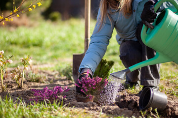 Gardener planting blooming winter heather in spring garden. Woman using watering can and shovel. Pink flowering Erica carnea  © maryviolet