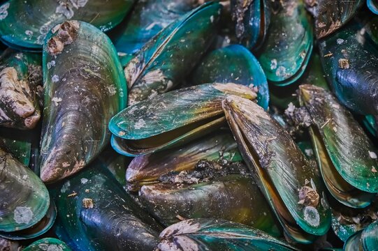 Fresh green mussels close up, raw seafood texture background, Perna viridis shells detail, marine mollusks at fish market, seafood pattern, ocean food concept, natural shell texture, seafood industry