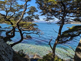 Fototapeta premium Dramatic Coastal View Through Gnarled Trees to Clear Blue Beagle Channel and Mountains, Argentina