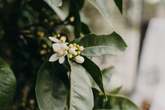 Amazing orange blossom on a tree in a garden. Close up.