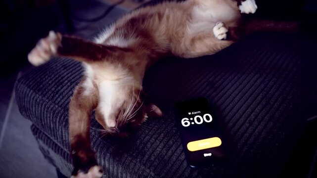 Cute Siamese Cat Waking Up to 6 AM Alarm on Smartphone, Yawning and Stretching with Paws Up, Concept Cozy Morning and Sleepy Pet Routine