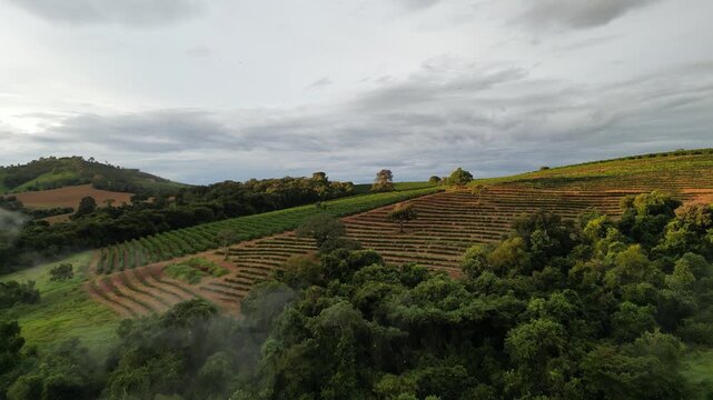 Cafezal em Minas Gerais Por do Sol Montanhas Cafes