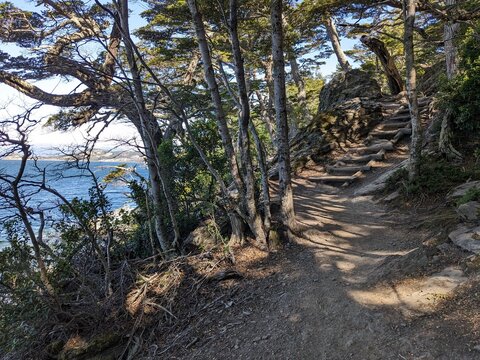 Hiking Trail with Wooden Steps Along the Coastal Forest of Beagle Channel, Patagonia