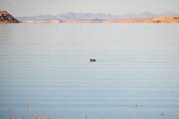 Naklejka premium Coot swimming on Lake Mead