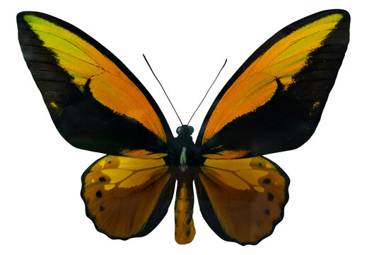 This orange butterfly birdwing is shown in isolation. It has wide wings with orange and black colors. The butterfly is often found in tropical areas and attracts attention.