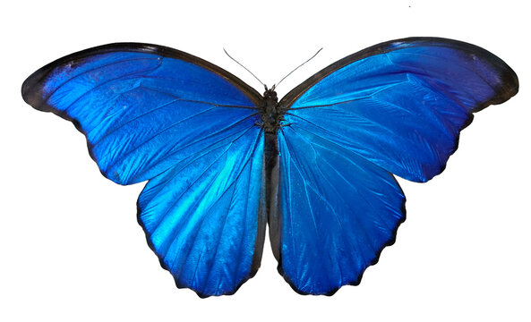A Morpho didius butterfly shows its bright blue wings fully spread out. This butterfly is found in tropical regions. It rests quietly, displaying its vibrant colors.